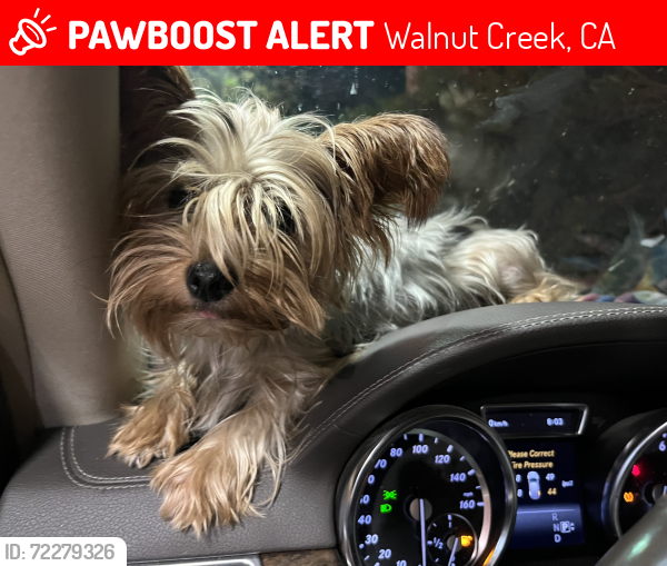 Lost Female Dog last seen Treat Ave and cherry lane, Walnut Creek, CA 94597