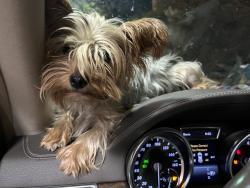 Lost Female Dog last seen Treat Ave and cherry lane, Walnut Creek, CA 94597