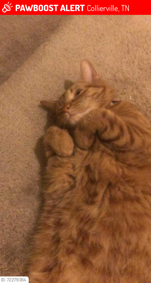 Lost Female Cat last seen Cox Park, Collierville, TN 38017