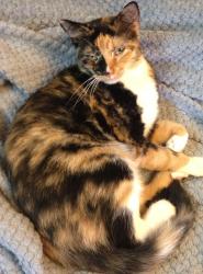 Lost Female Cat last seen Brookwood Terrace in Wartburg , Wartburg, TN 37887