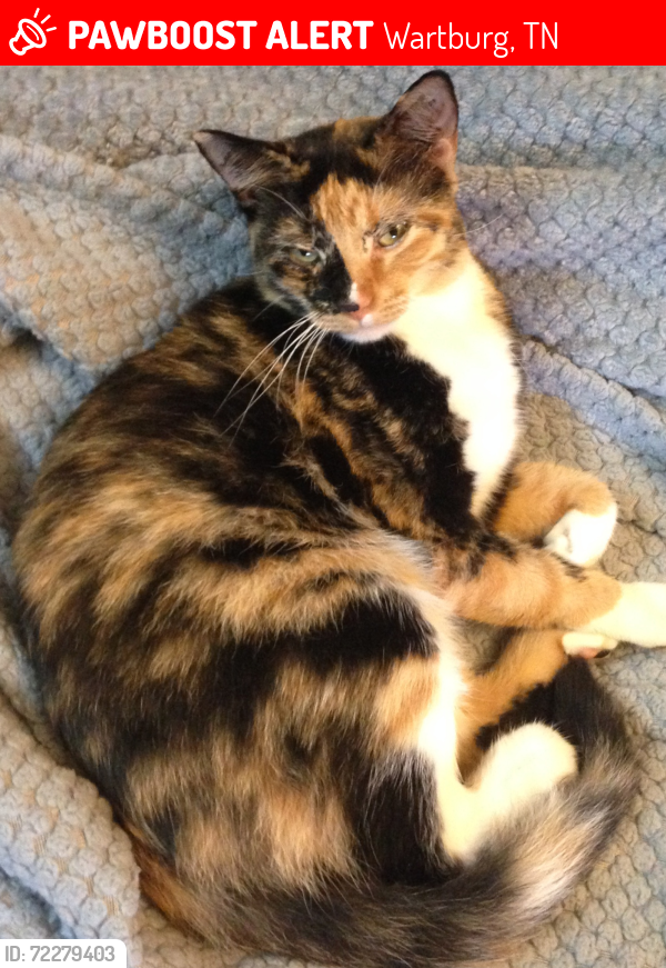Lost Female Cat last seen Brookwood Terrace in Wartburg , Wartburg, TN 37887