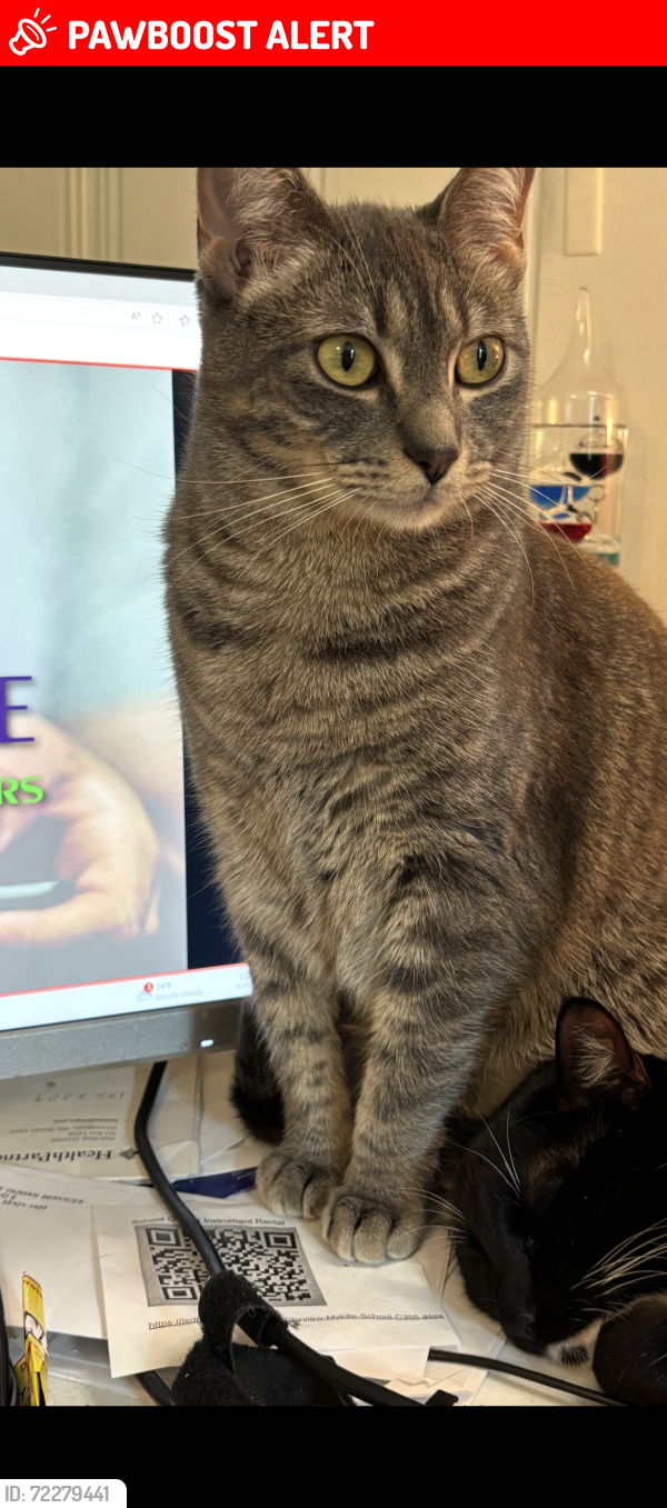 Lost Female Cat last seen White Bear Ave and Kennard, North Saint Paul, MN 55109