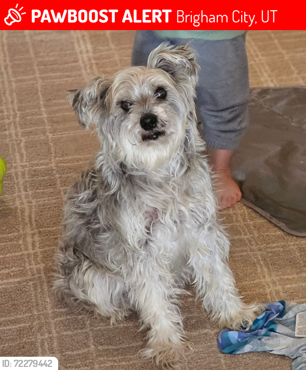 Lost Male Dog last seen Near N Highway 38, Brigham City, UT 84302
