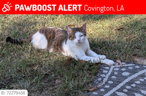 Lost Female Cat last seen Hwy 190 & Pruden Rd , Covington, LA 70435