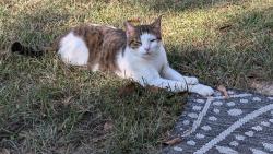Lost Female Cat last seen Hwy 190 & Pruden Rd , Covington, LA 70435