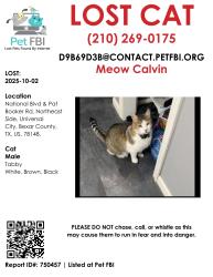 Lost Male Cat last seen National Boulevard Universal City Tx, Universal City, TX 78148