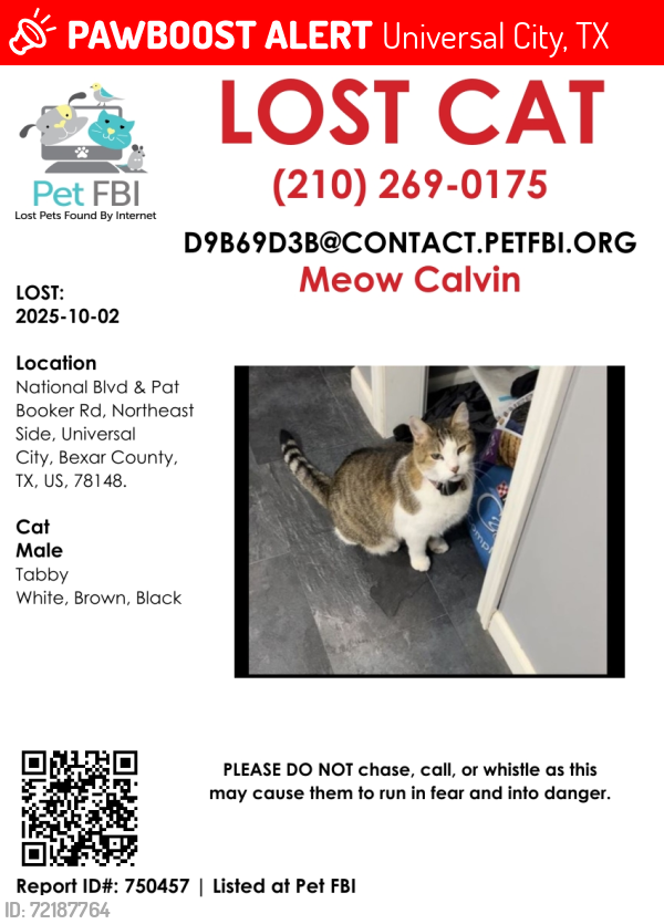 Lost Male Cat last seen National Boulevard Universal City Tx, Universal City, TX 78148
