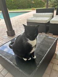 Lost Female Cat last seen Cimarron , Boca Raton, FL 33428