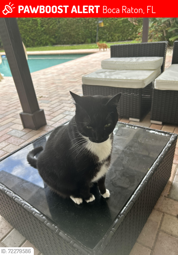 Lost Female Cat last seen Cimarron , Boca Raton, FL 33428