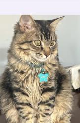 Lost Male Cat last seen Arligton tears Santa Bárbara california , Santa Barbara, CA 93101