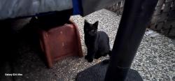 Lost Female Cat last seen Woodburn/Layton way, San Jose, CA 95127