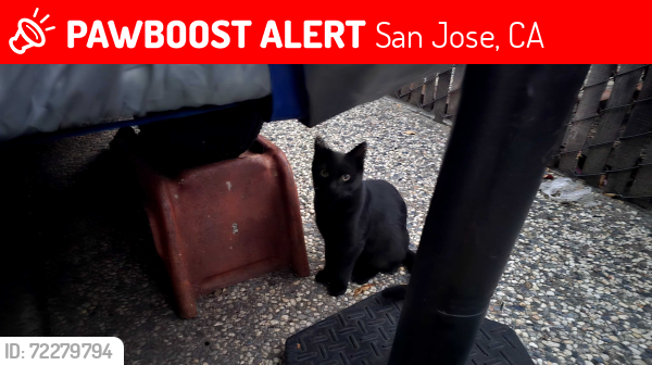 Lost Female Cat last seen Woodburn/Layton way, San Jose, CA 95127