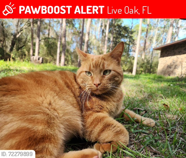 Lost Male Cat last seen Near 141st, Live Oak, FL 32060
