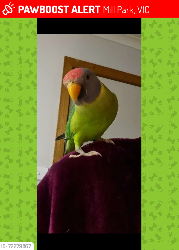 Lost Male Bird last seen corner of corbin place and prince of wales avenue  Mill Park, Mill Park, VIC 3082