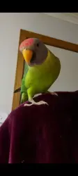 Lost Male Bird last seen corner of corbin place and prince of wales avenue  Mill Park, Mill Park, VIC 3082