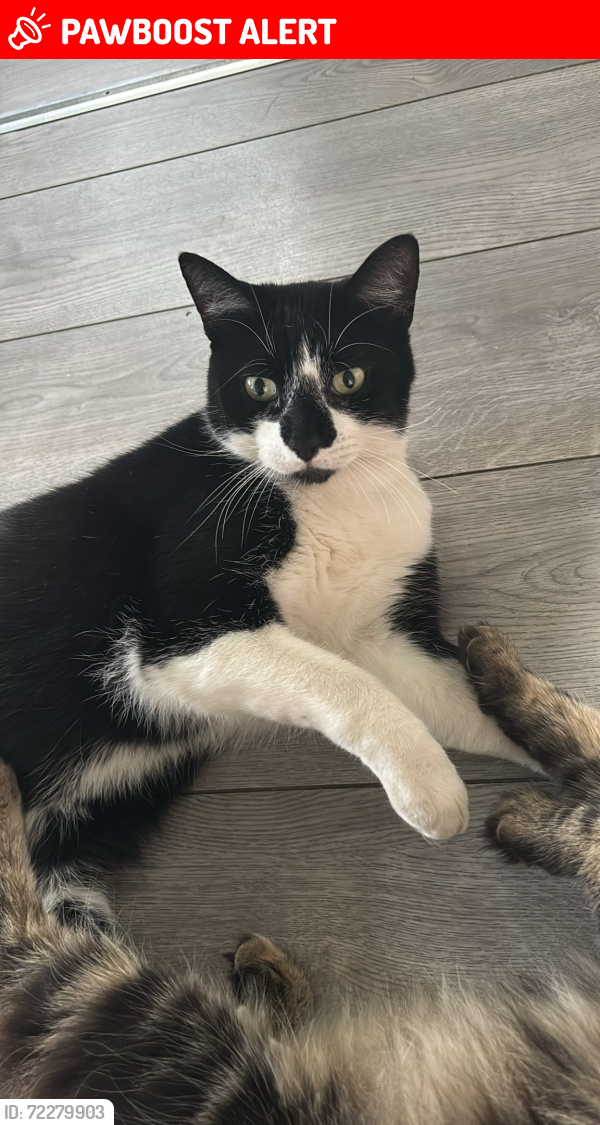 Lost Male Cat last seen Bexley Rd da84sh, Greater London, England DA8 3SH