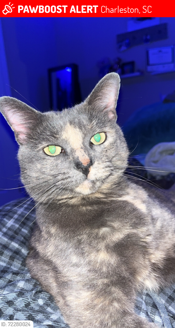 Lost Female Cat last seen Carolina bay apmts , Charleston, SC 29414
