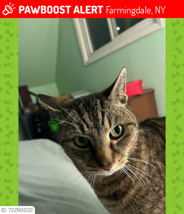 Lost Female Cat last seen Near Sullivan Road Farmingdale, Farmingdale, NY 11735