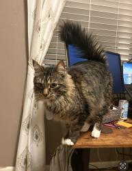 Lost Male Cat last seen Southlands , Aurora, CO 80016