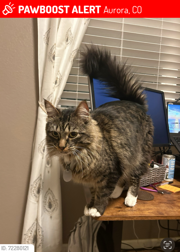 Lost Male Cat last seen Southlands , Aurora, CO 80016