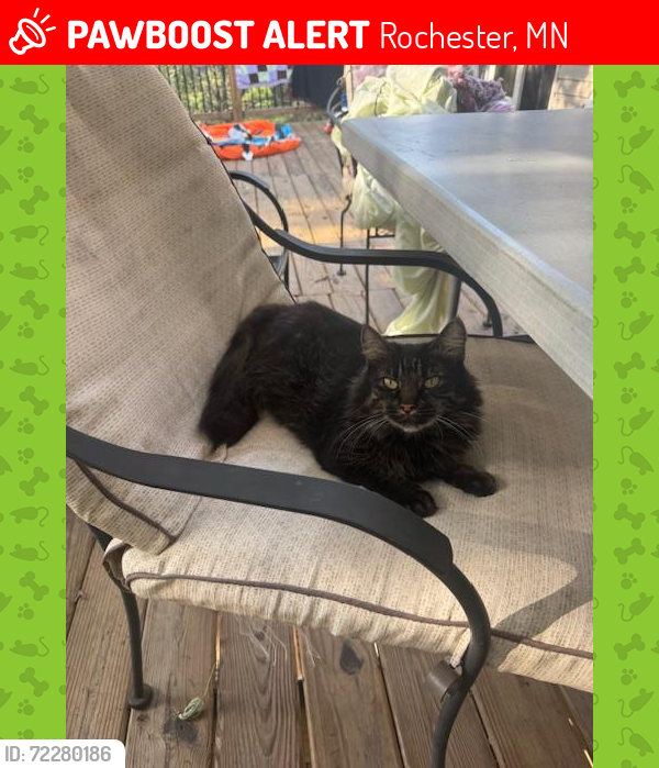 Lost Female Cat last seen 14th Ave SW, Rochester, MN 55902