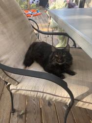 Lost Female Cat last seen 14th Ave SW, Rochester, MN 55902