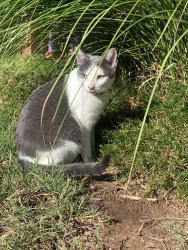 Lost Male Cat last seen May & NW 192nd st , Oklahoma City, OK 73012
