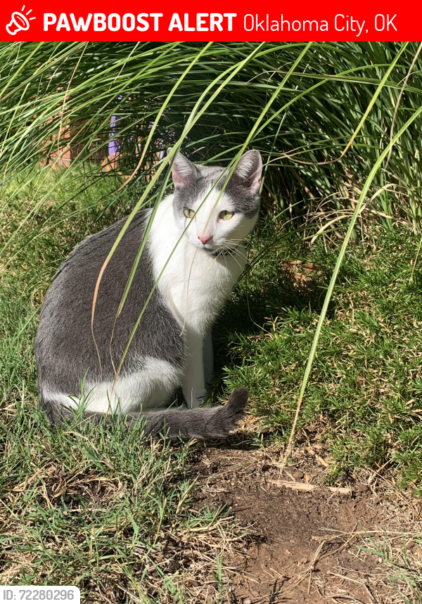 Lost Male Cat last seen May & NW 192nd st , Oklahoma City, OK 73012