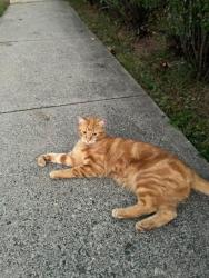 Lost Male Cat last seen Euclid Ave, Ridgefield Park, NJ 07660