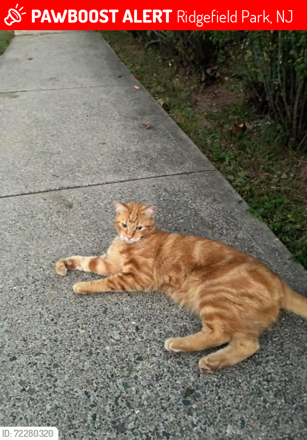 Lost Male Cat last seen Euclid Ave, Ridgefield Park, NJ 07660