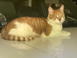 Lost Male Cat last seen Ekota Park, Edmonton, AB T6K 2J4