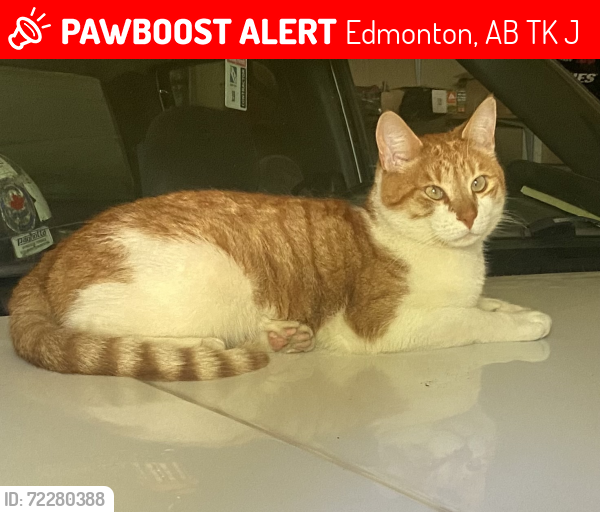 Lost Male Cat last seen Ekota Park, Edmonton, AB T6K 2J4