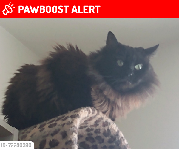Lost Female Cat last seen E Pikes Peak Ave and Printers Parkway , Colorado Springs, CO 80909