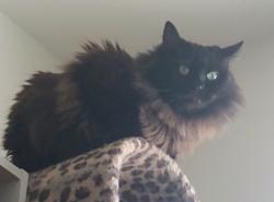 Lost Female Cat last seen E Pikes Peak Ave and Printers Parkway , Colorado Springs, CO 80909