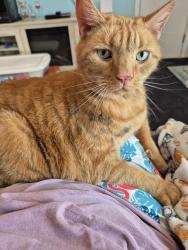 Lost Male Cat last seen Tammy lane  , Mechanicsville, VA 23111