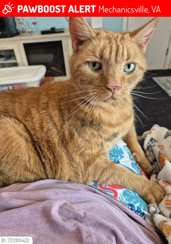 Lost Male Cat last seen Tammy lane, Mechanicsville, VA 23111