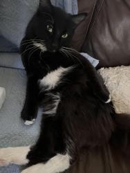 Lost Male Cat last seen Western Skies on Val Vista between Ray & Warner , Gilbert, AZ 85296
