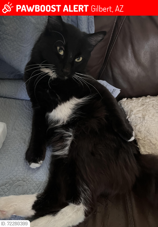 Lost Male Cat last seen Western Skies on Val Vista between Ray & Warner , Gilbert, AZ 85296