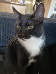Lost Male Cat last seen Mill creek ravine , Edmonton, AB T6T 0C3
