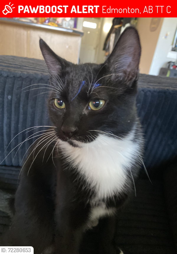 Lost Male Cat last seen Mill creek ravine, Edmonton, AB T6T 0C3