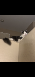 Lost Male Cat last seen 129th and parque del sol , El Mirage, AZ 85335