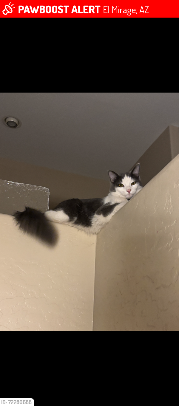 Lost Male Cat last seen 129th and parque del sol , El Mirage, AZ 85335
