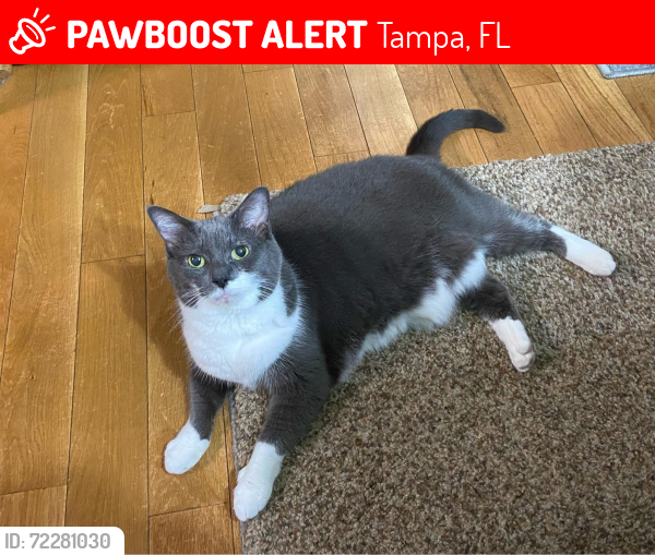 Lost Female Cat last seen Northeast Seminole Heights, Tampa, FL 33610