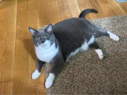 Lost Female Cat last seen Northeast Seminole Heights, Tampa, FL 33610