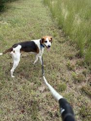 Lost Male Dog last seen Maysville, NC Highway 58, Highway 17, Maysville, NC 28555