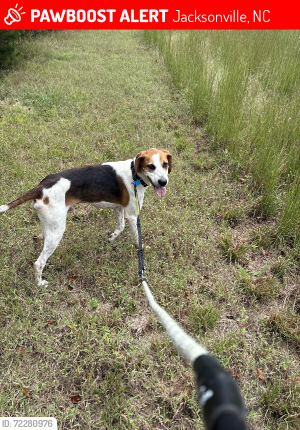 Lost Male Dog last seen Maysville, NC Highway 58, Highway 17, Maysville, NC 28555