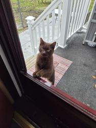Found/Stray Female Cat last seen Mahoning Rd, Canton, OH 44705