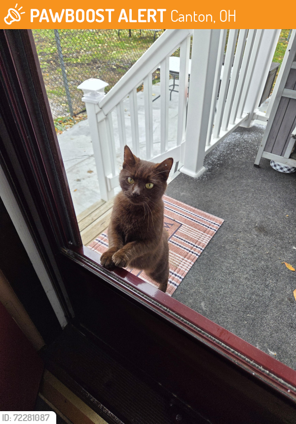 Found/Stray Female Cat last seen Mahoning Rd, Canton, OH 44705