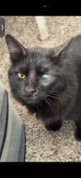 Lost Male Cat last seen Eubank and Candelaria, Albuquerque, NM 87112