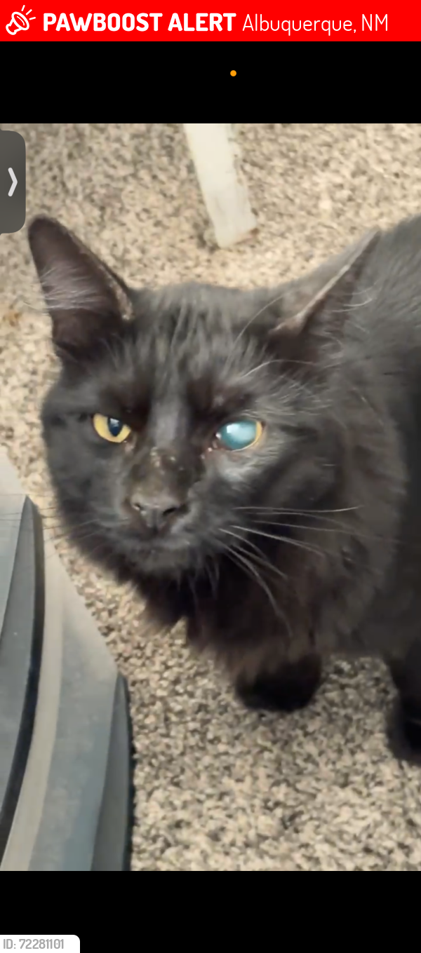 Lost Male Cat last seen Eubank and Candelaria, Albuquerque, NM 87112